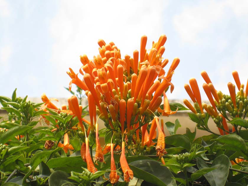 荣宝斋 戴颖——心花怒放