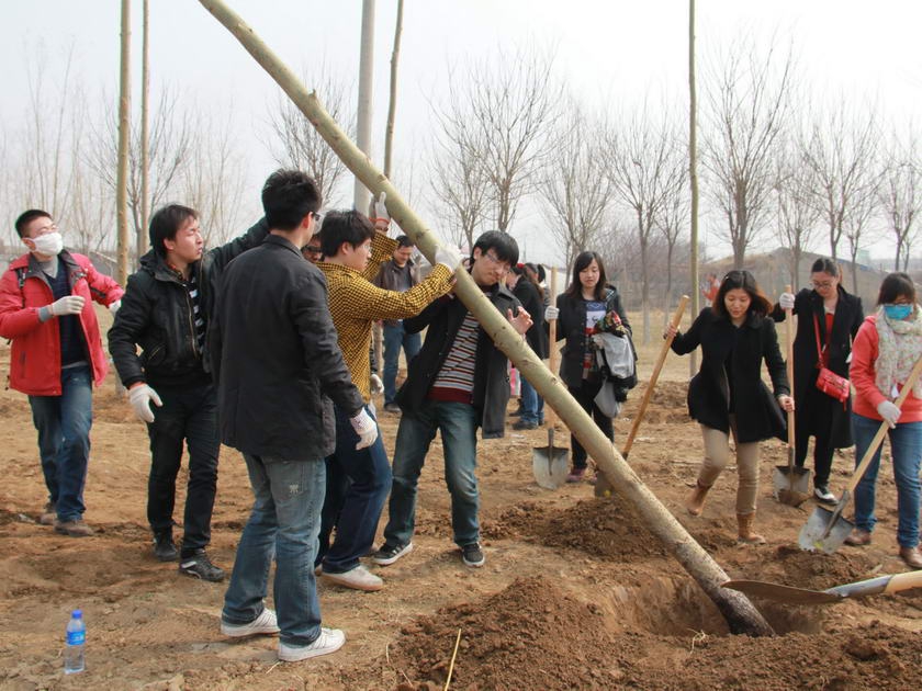 今年的树苗又高又粗，需要大家协力合作才能栽种